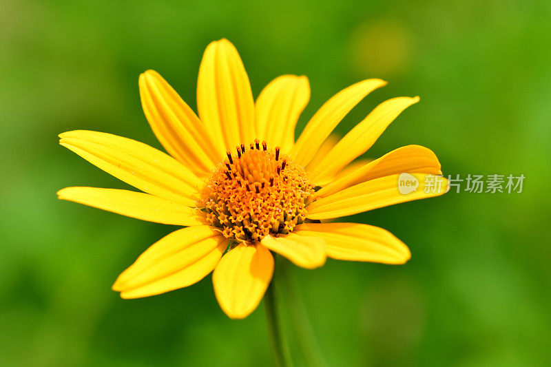 Heliopsis helianthides / Oxeye雏菊花